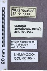 Etikette zu Cidnopus aeruginosus (NHMW-ZOO-COL-0010544)